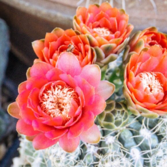 Meet your Posher, Rebecca - Picture 1 of 4